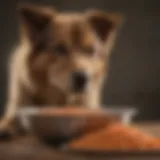 Hydrolyzed dog food in a bowl with a dog looking at it