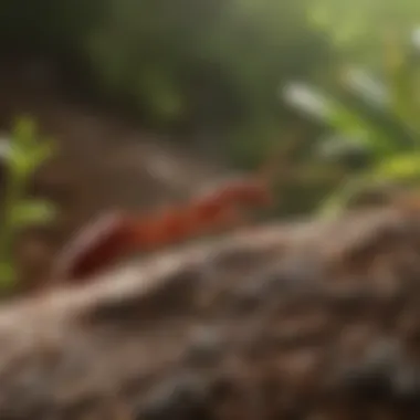 Ecological impact of large red ants on Florida's ecosystem, illustrating their role in nature.