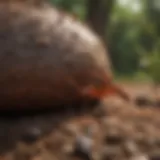 Large red ants in their natural habitat, showcasing their burrows and surroundings.