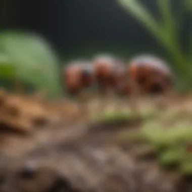 Sustainable Control Methods for Ant Management Visual representation of eco-friendly ant control methods