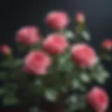 Close-up of a mini rose bush showcasing vibrant blooms