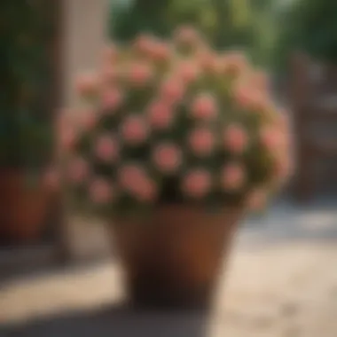 A vibrant mini rose bush in a decorative pot on a patio