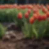 Vibrant display of mini tulip bulbs in a garden setting