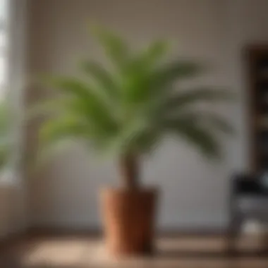 Thriving Indoor Parlor Palm Healthy parlor palm thriving indoors