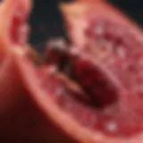 Close-up view of pomegranate fruit borer on a pomegranate