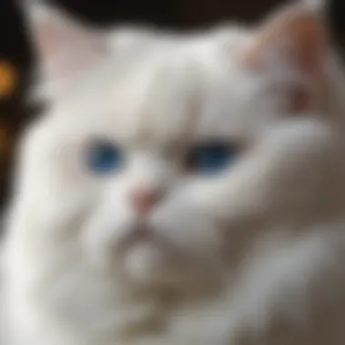 The Elegance of White Persian Cats Elegant white Persian cat with striking blue eyes