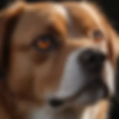 Dog with Eye Discomfort Dog showing signs of discomfort due to eye irritation