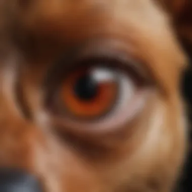 Close-up of a dog's eye with redness and discharge