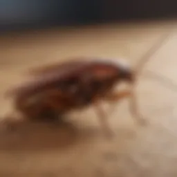 A close-up view of a common cockroach species in Arizona, showcasing its unique features.