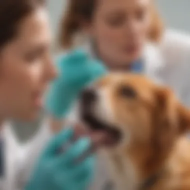 A veterinarian examining a dog's mouth, emphasizing the importance of regular check-ups.