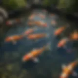 Vibrant koi swimming in a pond, showcasing their health and vitality.