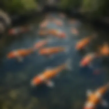 Vibrant koi swimming in a pond, showcasing their health and vitality.