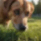A dog curiously sniffing a patch of grass