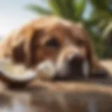 Dog enjoying coconut oil treat