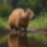 Capybara grazing in a lush landscape