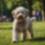 Bernedoodle playing in a sunny park