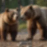 A side-by-side comparison of a brown bear and a grizzly bear showcasing their differences in size and coloration.