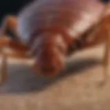 Close-up view of bed bug highlighting its distinct features