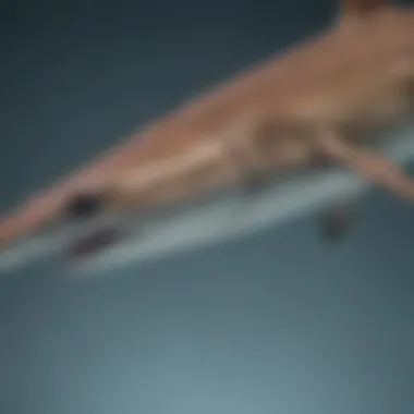 Anatomy of the Hammerhead Shark An infographic detailing the anatomy of a hammerhead shark.