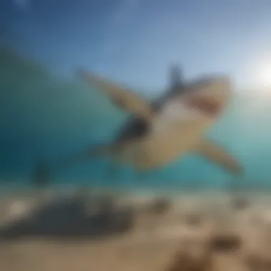 Conservation Efforts for Hammerhead Sharks A conservationist working on a research project focused on hammerhead sharks.