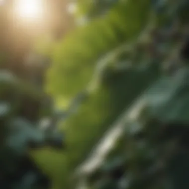 Close-up of fig leaves with sunlight filtering through