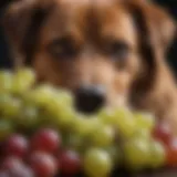 A close-up of grapes with a warning sign
