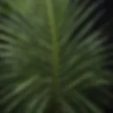 Close-up of a spiky palm-like plant showcasing its intricate leaf structure