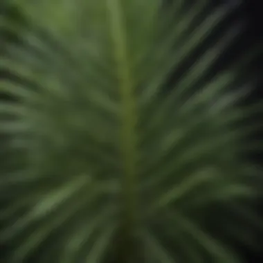 Intricate Leaf Structure of a Spiky Palm-like Plant Close-up of a spiky palm-like plant showcasing its intricate leaf structure