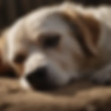 An elderly dog resting, highlighting the impact of age on sleep patterns.