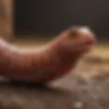 Different types of worms affecting dogs