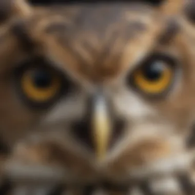 The Apex Predator: Owl's Intense Gaze A close-up of an owl's face, showcasing its keen eyesight and hunting prowess.