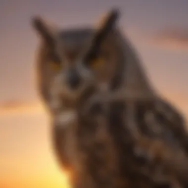 Nature's Sentinel: The Owl's Presence at Dusk An owl silhouette against a sunset sky, symbolizing its role in nature.