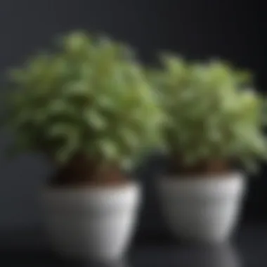 A vibrant collection of popular variegated hoya varieties displayed in pots