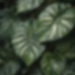 A close-up view of variegated hoya leaves showcasing their unique patterns