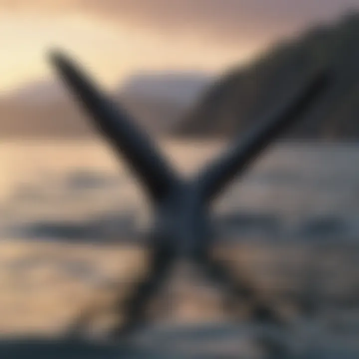 Impact of the whale tail tool on marine conservation efforts