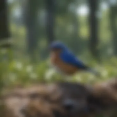 A picturesque landscape illustrating the diverse habitats bluebirds occupy.