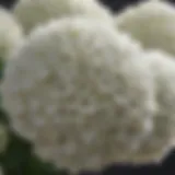 Close-up of a blooming white hydrangea flower cluster