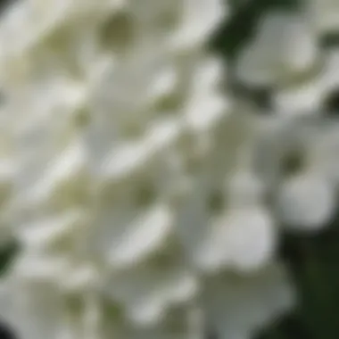 Illustration of the leaf structure of a white hydrangea plant