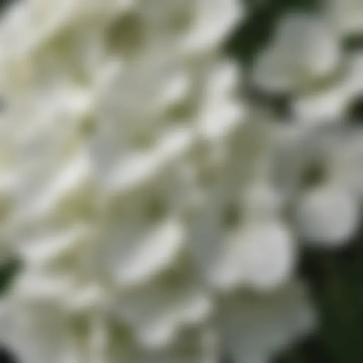 Illustration of the leaf structure of a white hydrangea plant