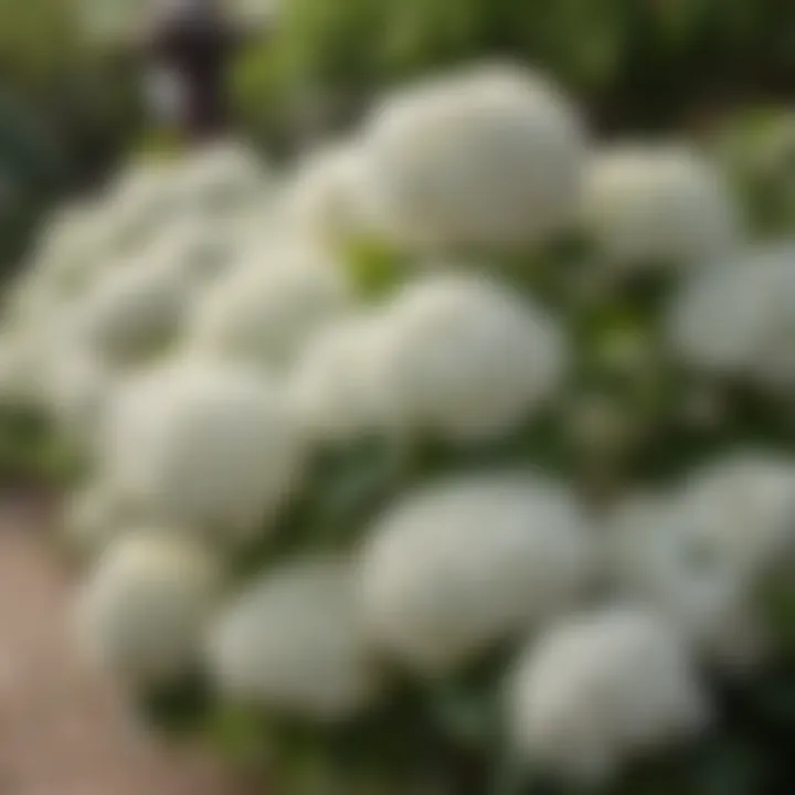 A garden showcasing various white hydrangea varieties in full bloom