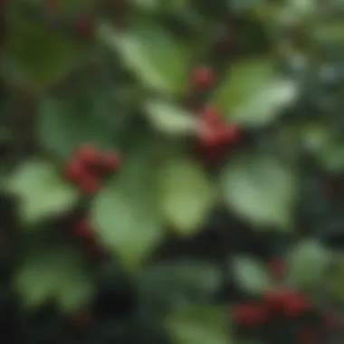 Close-up of leaf patterns and berries on a wild berry bush.