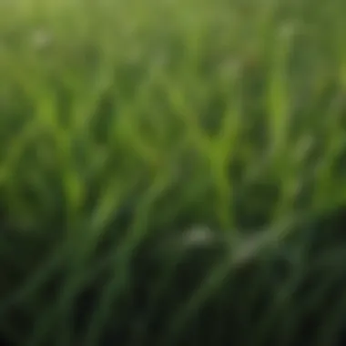 Close-up view of zoysia grass blades showcasing texture